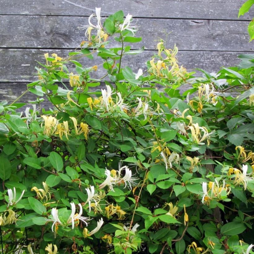 Lonicera japonica Sweet Isabel - Japanisches Geißblatt (Wuchs)