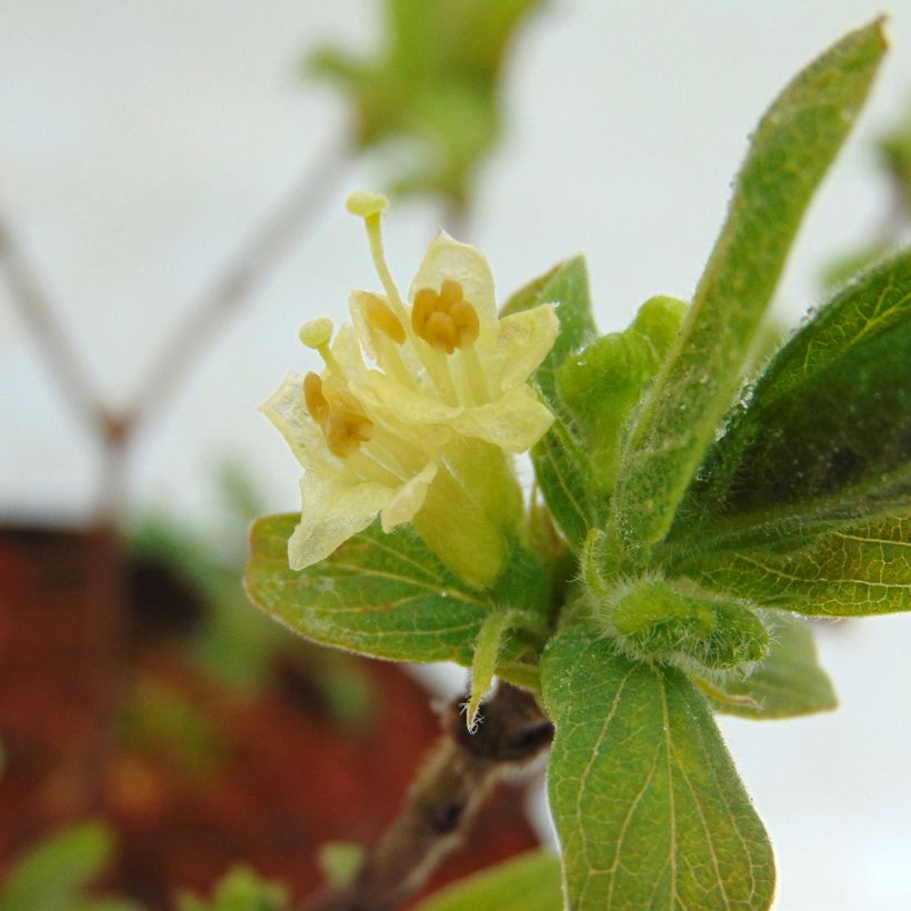 Heckenkirsche Sweet Myberry 'Borealis' - Lonicera kamtschatica (Flowering)