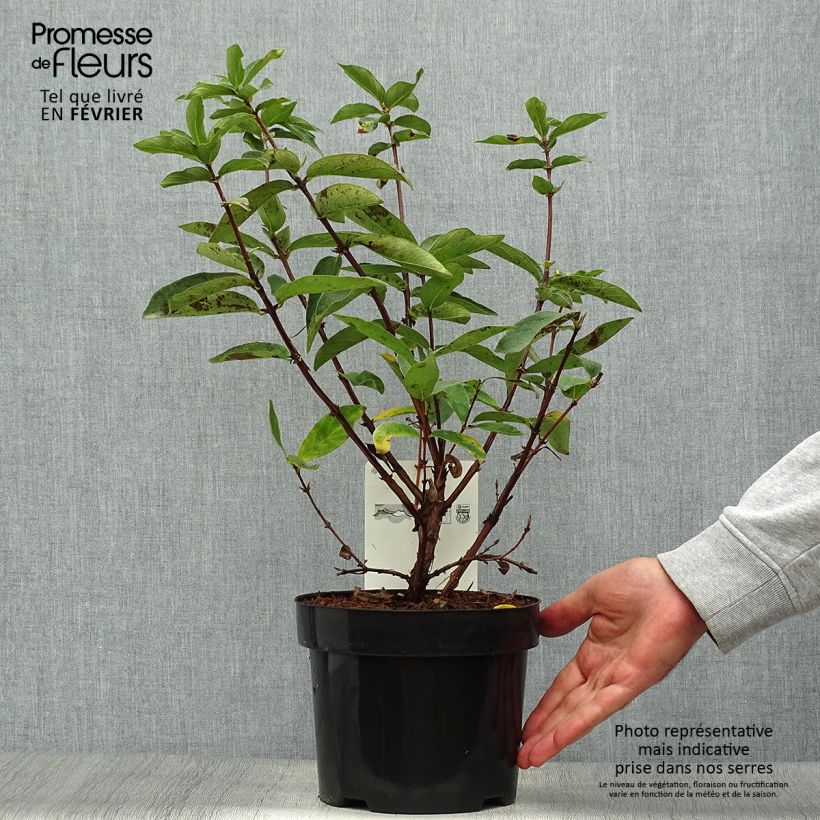 Exemplar von Heckenkirsche Sweet Myberry 'Borealis' - Lonicera kamtschatica Topf mit 3L/4L, Strauch wie im Herbst geliefert
