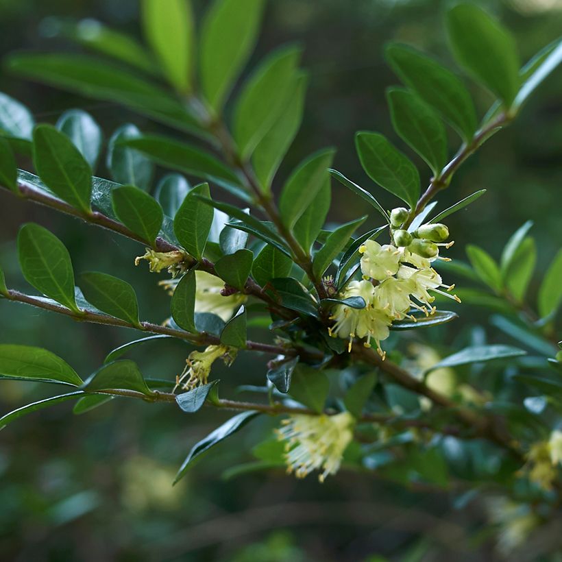 Lonicera nitida - Heckenmyrte (Flowering)