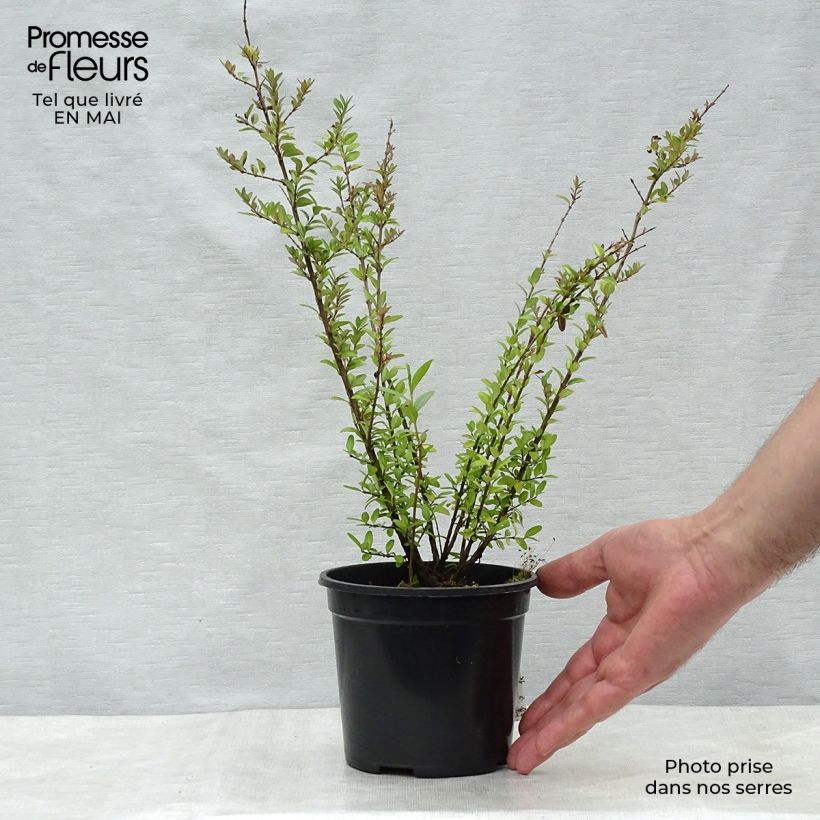 Example of Lonicera nitida Elegant - Heckenmyrte Topf mit 1L/1,5L as you get in printemps