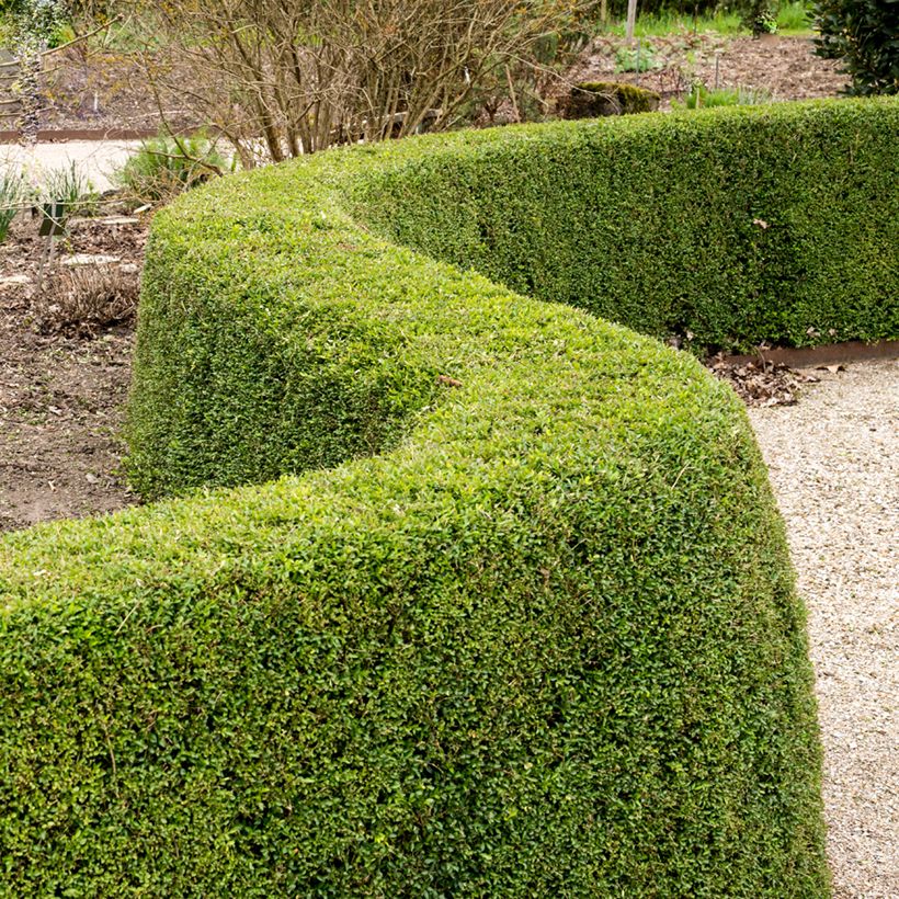 Lonicera nitida Elegant - Heckenmyrte (Plant habit)