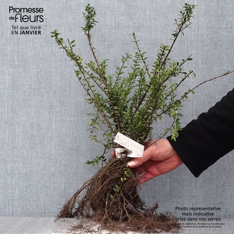 Example of Lonicera nitida Elegant - Heckenmyrte Wurzelnackt as you get in hiver