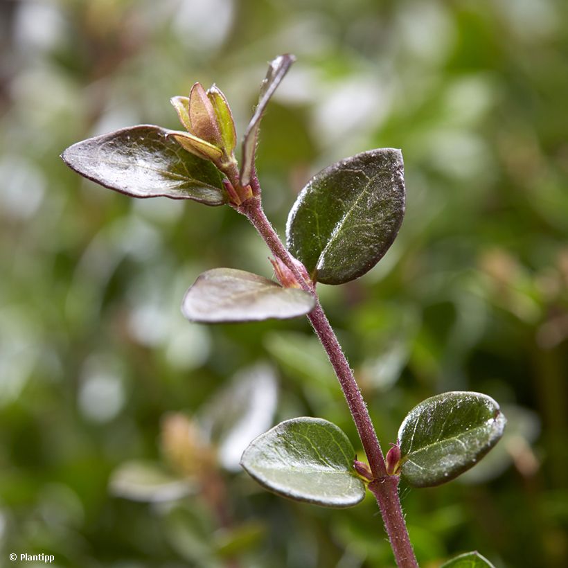 Lonicera nitida Garden Clouds Copper Glow - Heckenmyrte (Foliage)