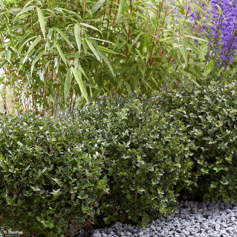 Lonicera nitida Garden Clouds Copper Glow - Heckenmyrte (Plant habit)