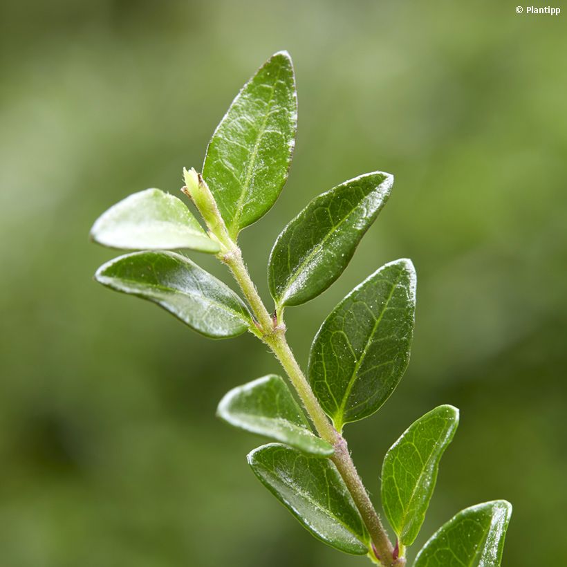 Lonicera nitida Garden Clouds Green Breeze - Heckenmyrte (Laub)