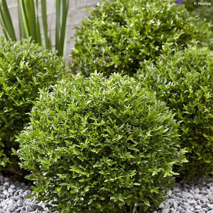 Lonicera nitida Garden Clouds Green Breeze - Heckenmyrte (Wuchs)