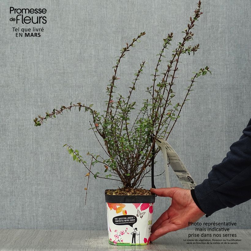 Exemplar von Lonicera nitida Purple Storm - Heckenmyrte Topf mit 2L/3L wie im Frühjahr geliefert