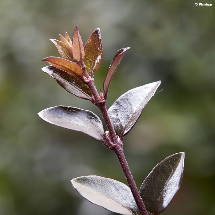 Lonicera nitida Purple Storm - Heckenmyrte (Foliage)