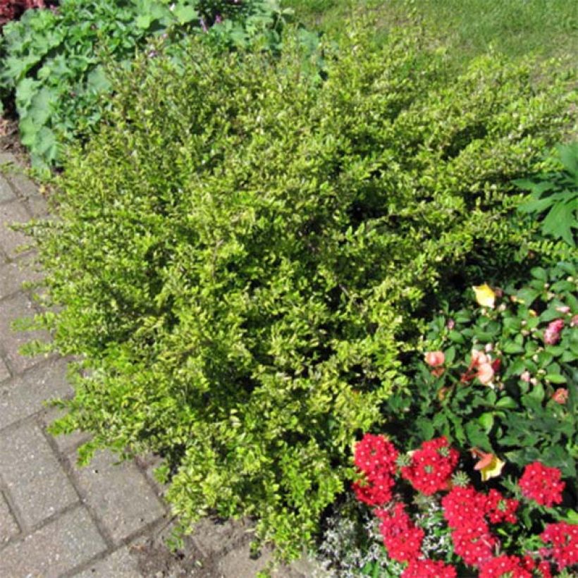 Lonicera nitida Lemon Beauty - Heckenmyrte (Plant habit)