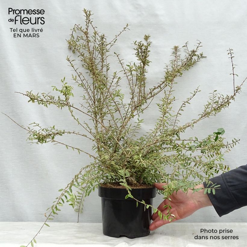 Example of Lonicera nitida Lemon Beauty - Heckenmyrte Topf mit 2L/3L as you get in printemps
