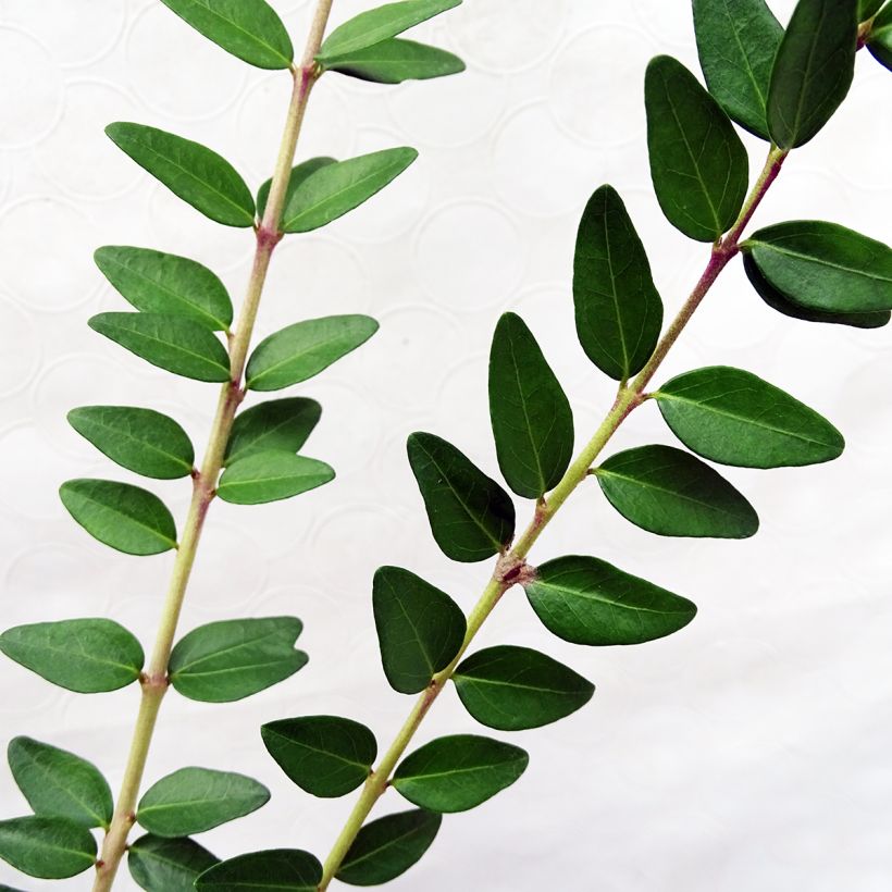 Lonicera nitida Maigrün - Heckenmyrte (Foliage)