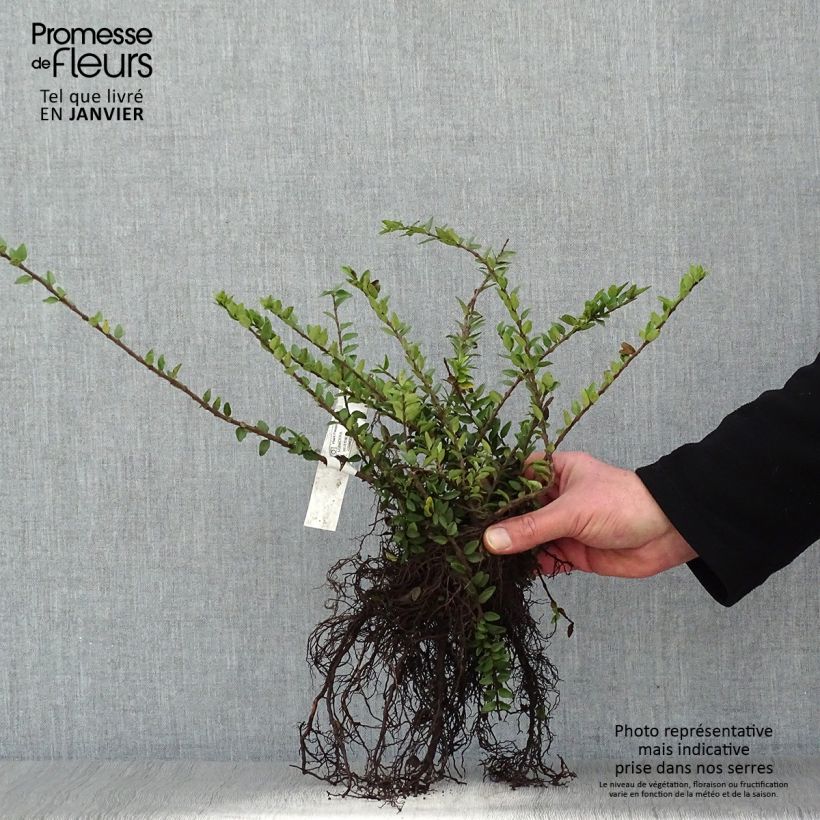 Example of Lonicera nitida Maigrün - Heckenmyrte Wurzelnackt as you get in hiver