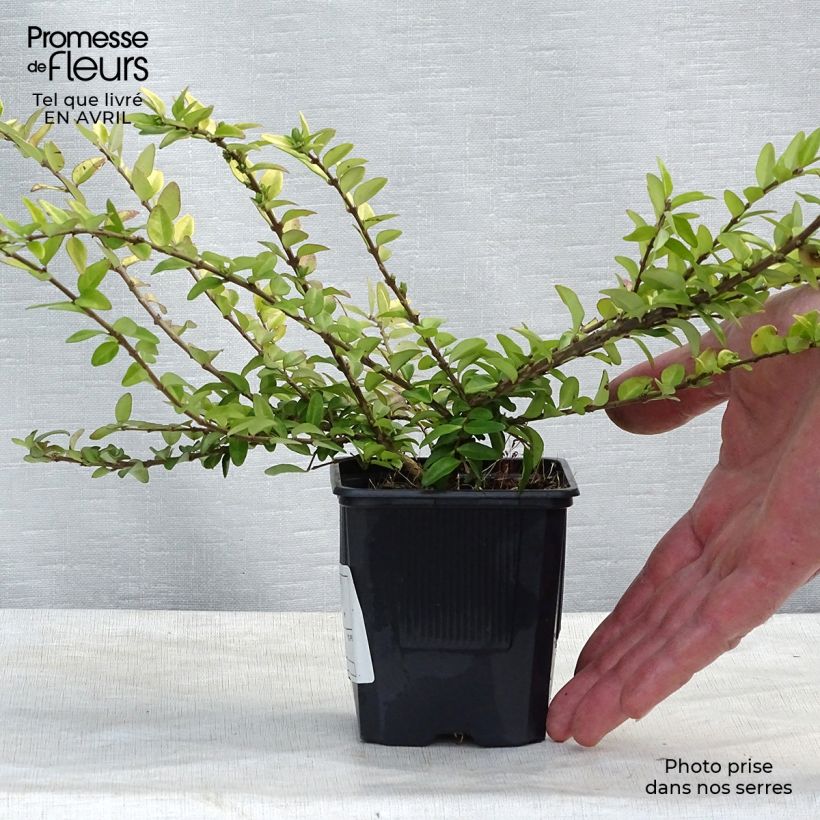 Example of Lonicera nitida Maigrün - Heckenmyrte Kleine Töpfe von 8/9 cm as you get in printemps