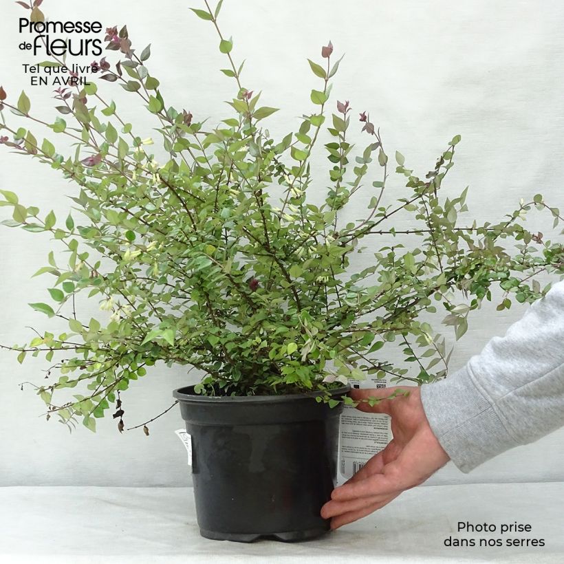 Example of Lonicera nitida Red Tips - Heckenmyrte Topf mit 2L/3L as you get in printemps