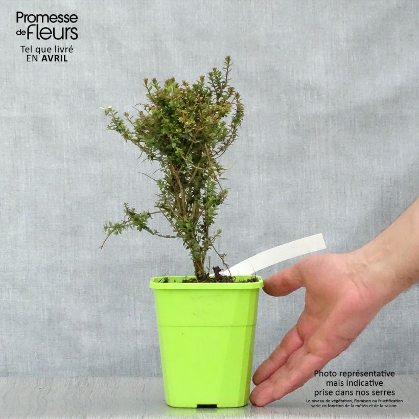 Example of Lonicera nitida Scoop 'Chalons - Heckenmyrte Topf mit 1L/1,5L as you get in printemps