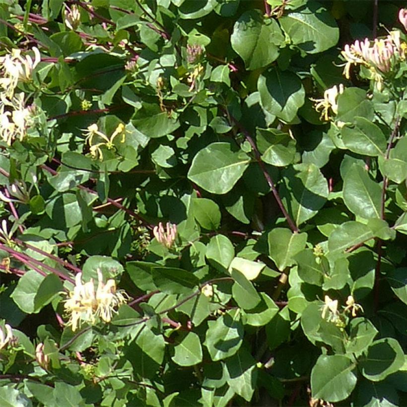 Lonicera periclymenum Graham thomas - Wald-Geißschlinge (Foliage)