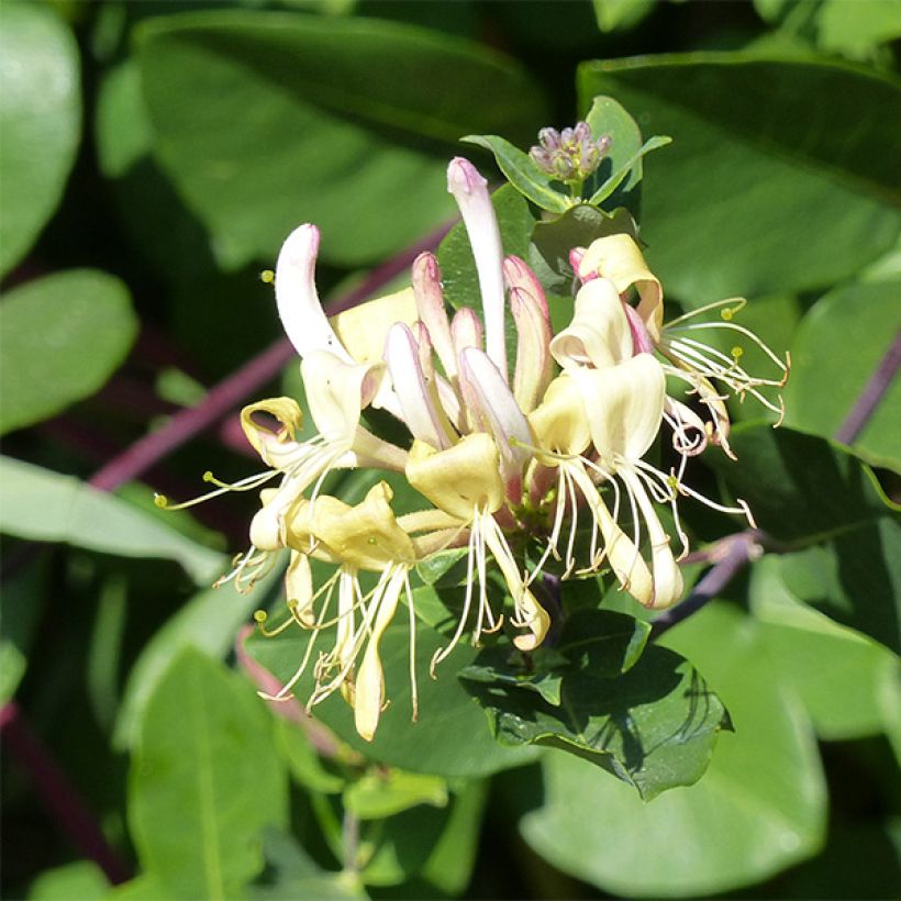 Lonicera periclymenum Graham thomas - Wald-Geißschlinge (Flowering)