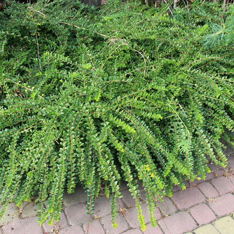 Lonicera pileata - Böschungsmyrthe (Wuchs)