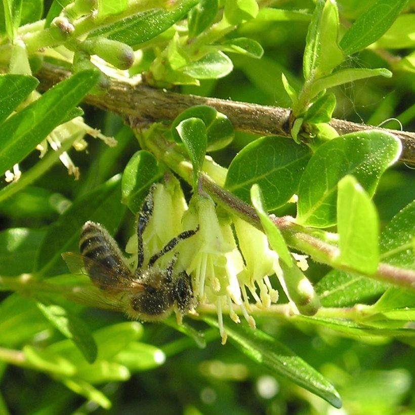 Lonicera pileata Mossgreen - Böschungsmyrthe (Flowering)