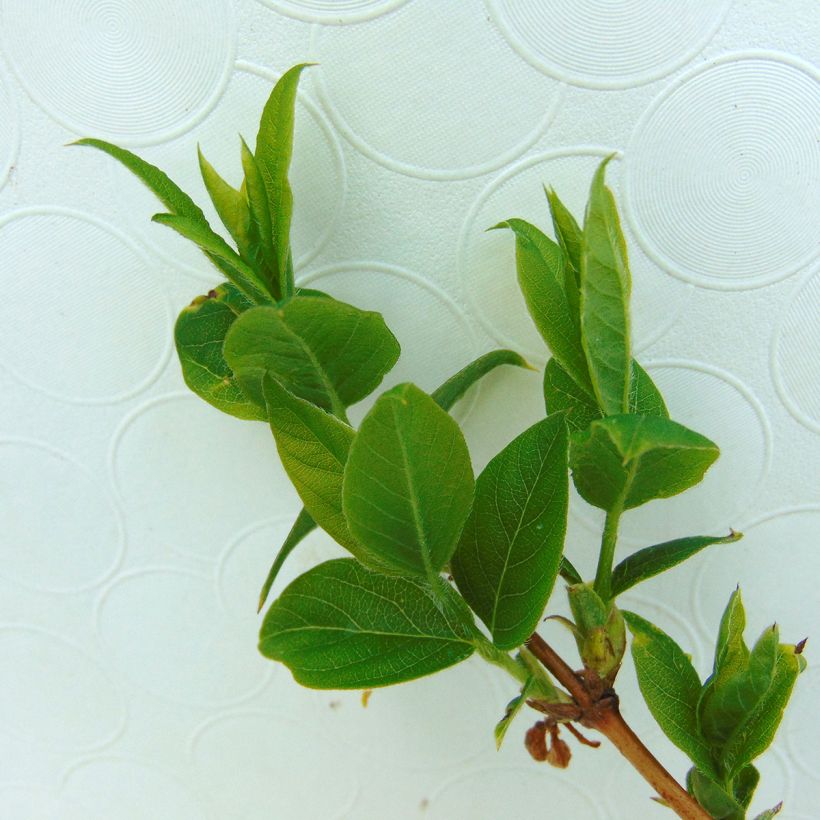 Lonicera purpusii Winter Beauty - Winter-Heckenkirsche (Foliage)