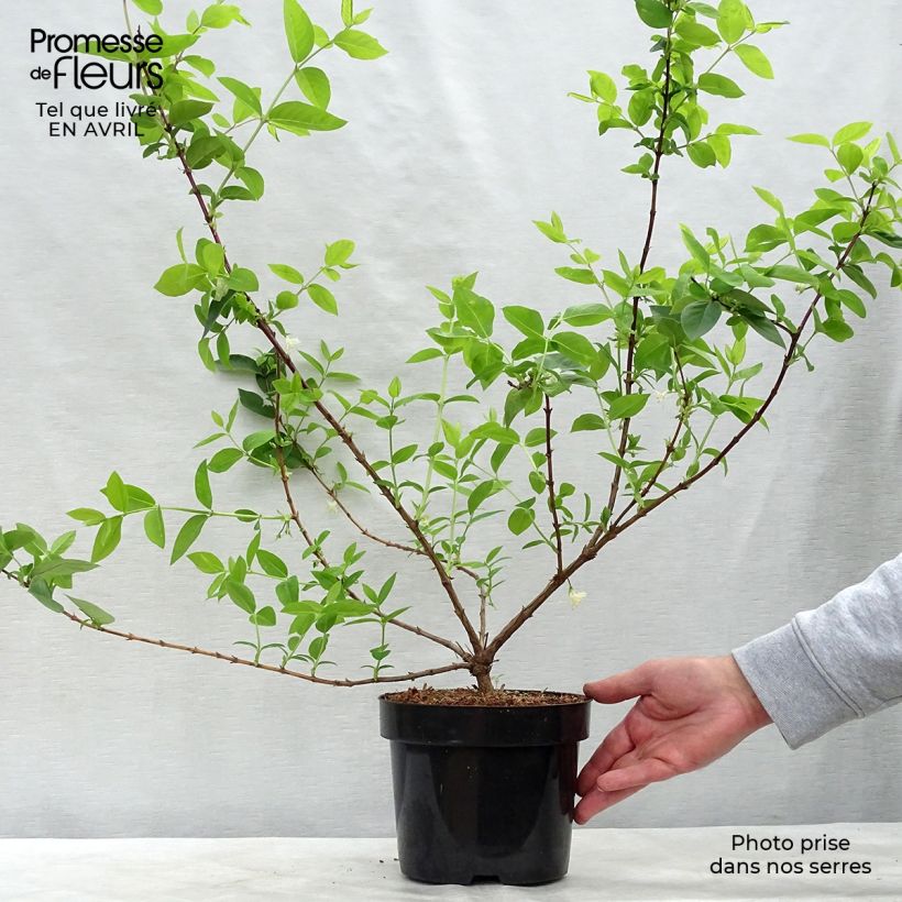 Example of Lonicera purpusii Winter Beauty - Winter-Heckenkirsche Topf mit 2L/3L as you get in printemps