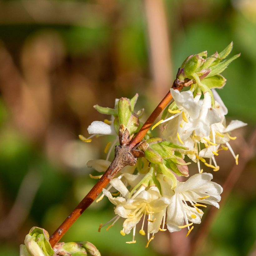 Lonicera purpusii Winter Beauty - Winter-Heckenkirsche (Flowering)