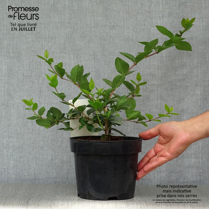 Exemplar von Lonicera purpusii Winter Beauty - Winter-Heckenkirsche Topf mit 2L/3L wie im Sommer geliefert