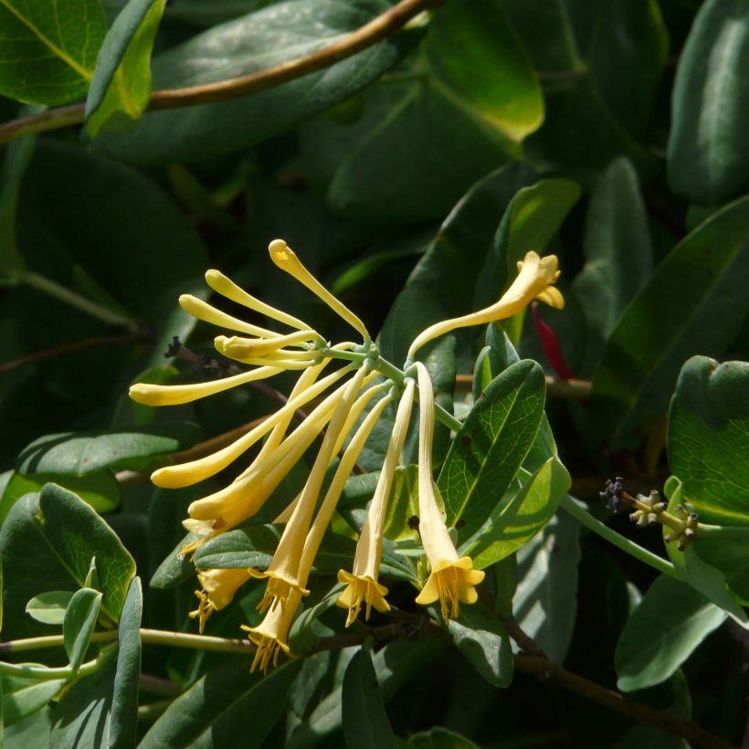 Lonicera sempervirens John Clayton - Immergrünes Geißblatt (Blüte)