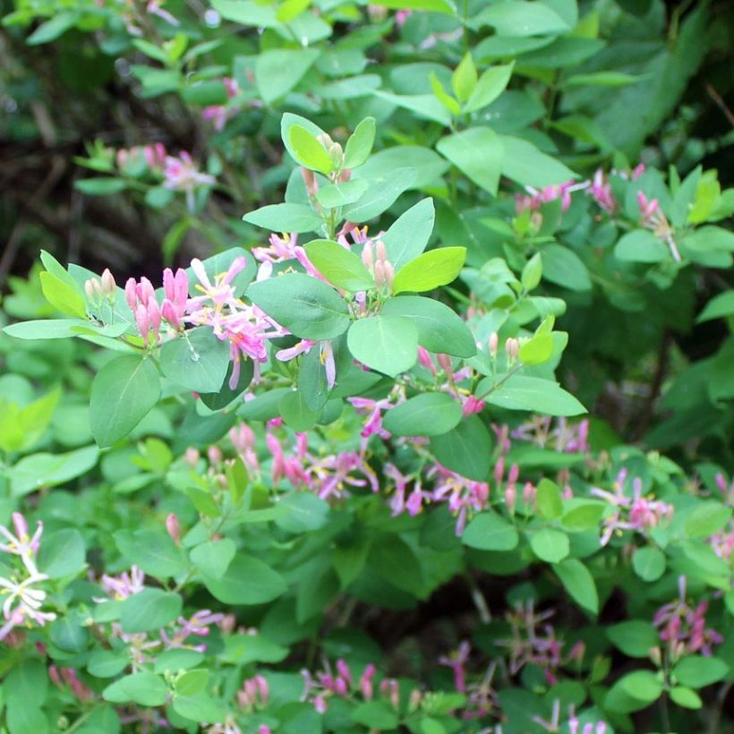 Lonicera tatarica - Tatarische Heckenkirsche (Foliage)