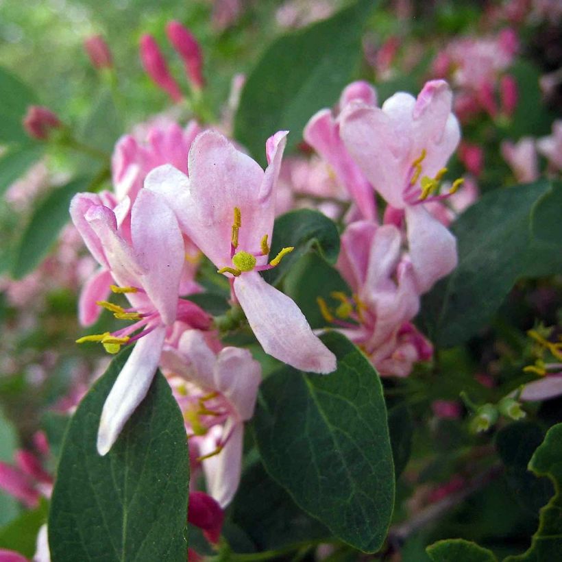 Lonicera tatarica - Tatarische Heckenkirsche (Flowering)
