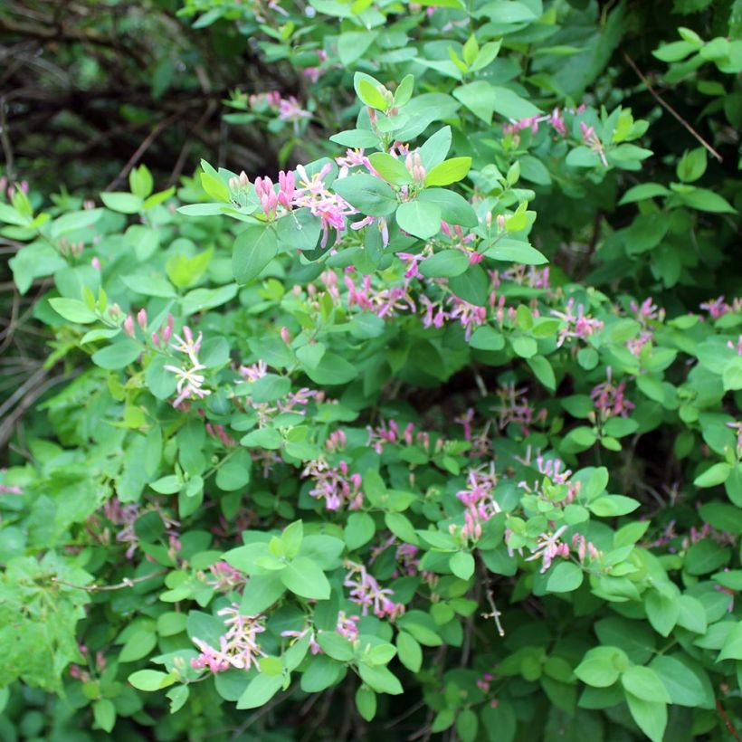 Lonicera tatarica - Tatarische Heckenkirsche (Plant habit)