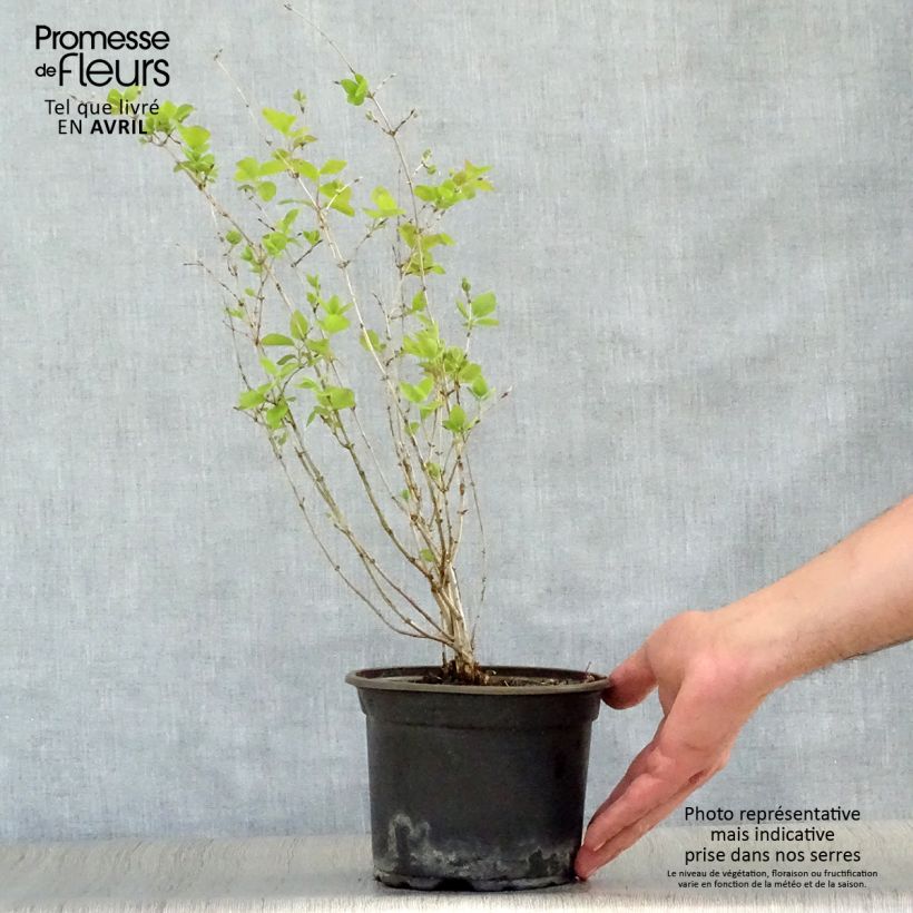 Example of Lonicera tatarica - Tatarische Heckenkirsche Topf mit 2L/3L as you get in printemps