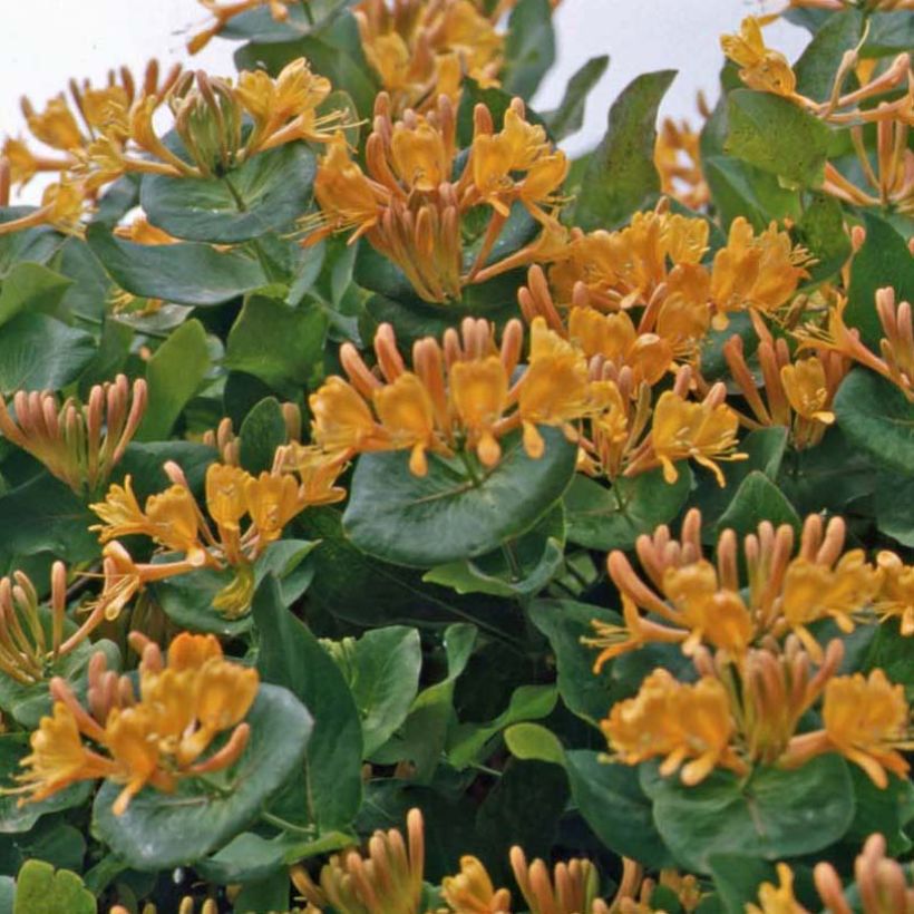 Lonicera tellmaniana - Gold-Geißblatt (Wuchs)