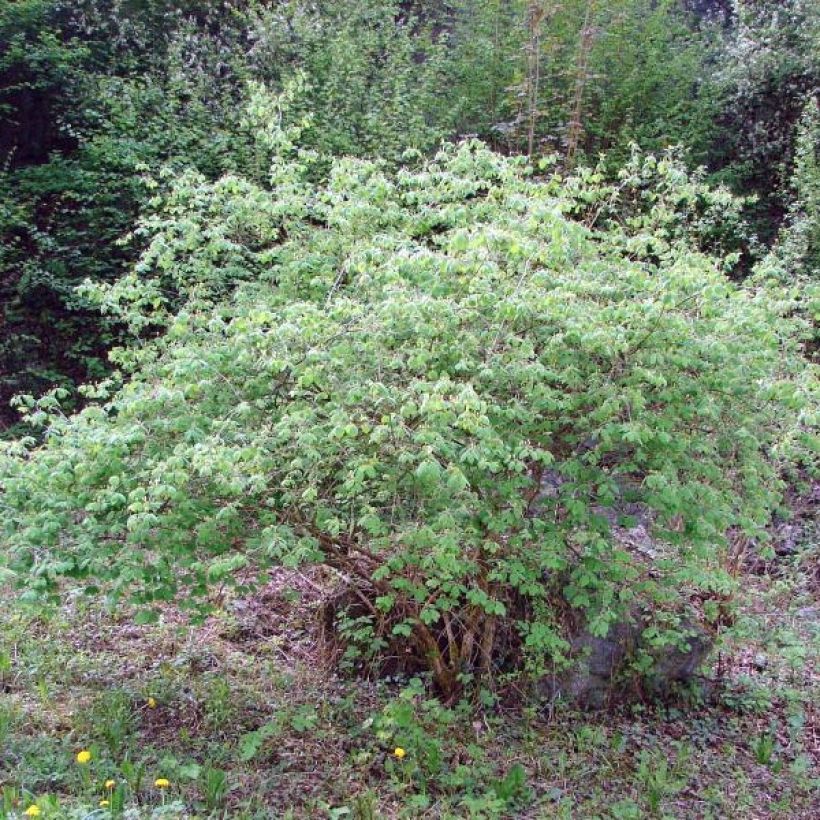 Lonicera xylosteum - Geißblatt (Wuchs)
