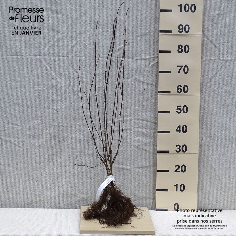 Exemplar von Lonicera xylosteum - Geißblatt Wurzelnackt wie im Winter geliefert