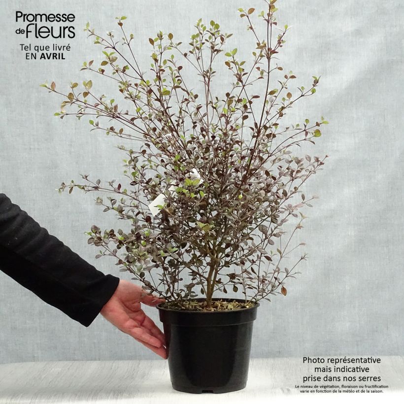 Example of Lophomyrtus Red dragon Topf mit 4L/5L as you get in printemps