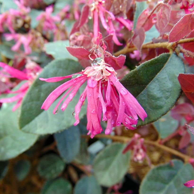 Loropetalum chinense Fire dance - Riemenblüte (Flowering)