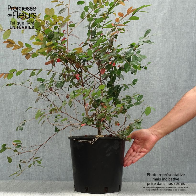 Exemplar von Loropetalum chinense Fire dance - Riemenblüte Topf mit 7,5L/10L wie im Herbst geliefert