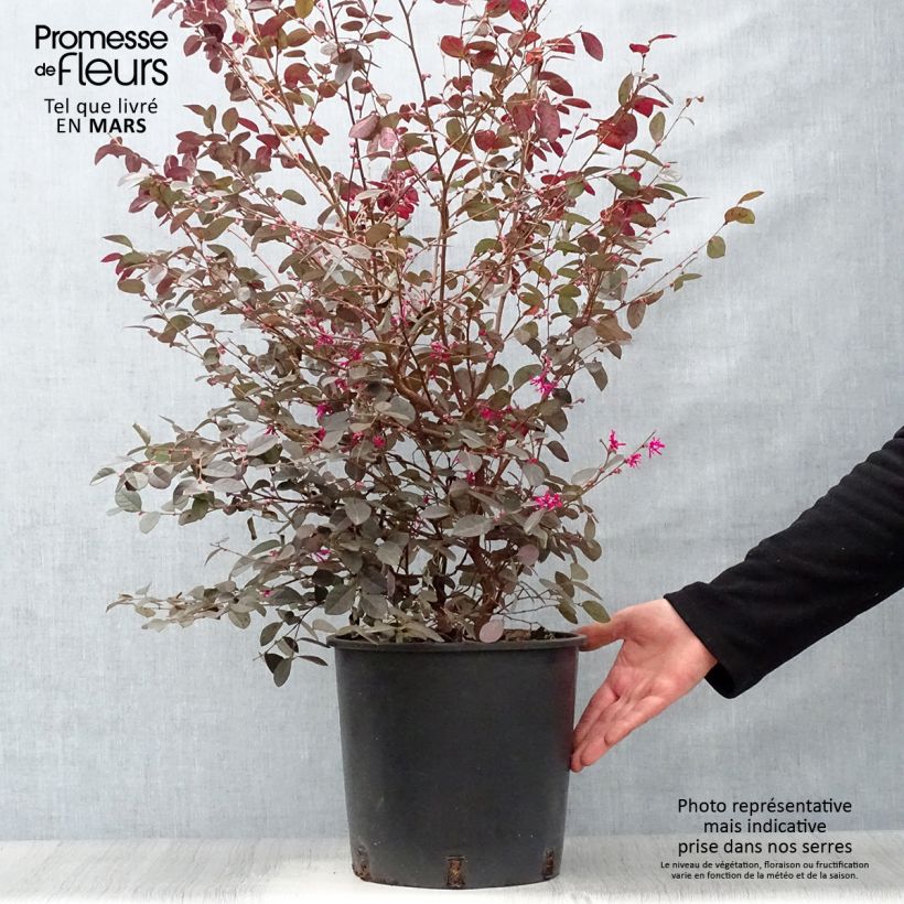 Example of Loropetalum chinense Fire dance - Riemenblüte Topf mit 7,5L/10L as you get in printemps