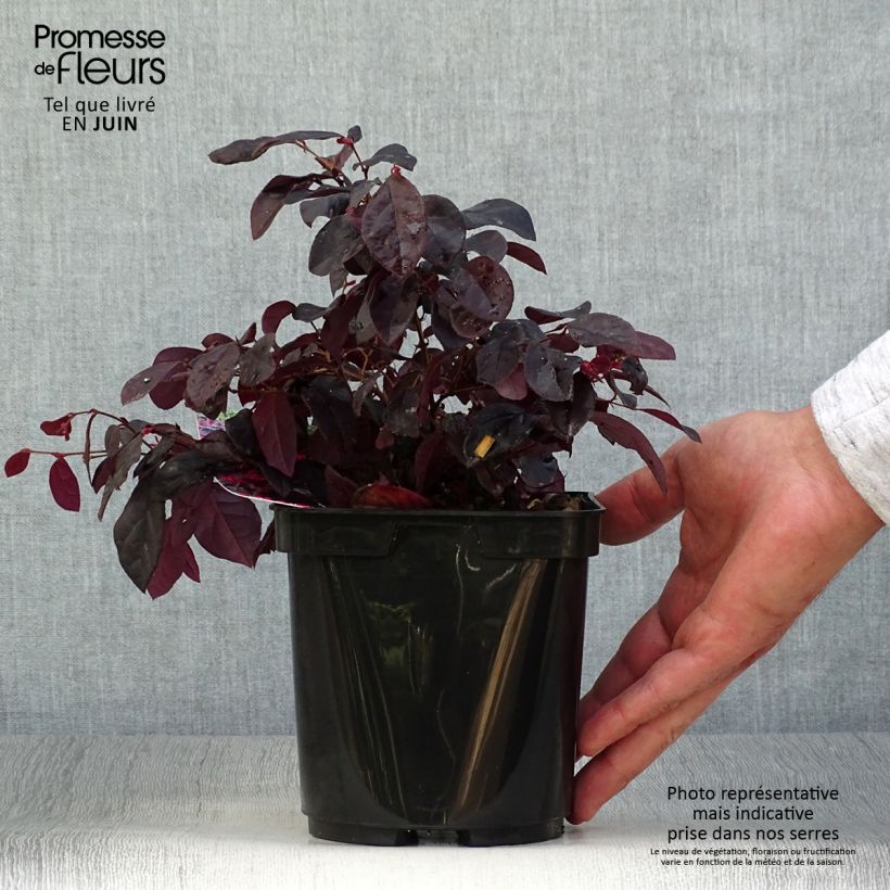 Exemplar von Loropetalum chinense Black Pearl - Riemenblüte Topf mit 1,5L/2L wie im Sommer geliefert