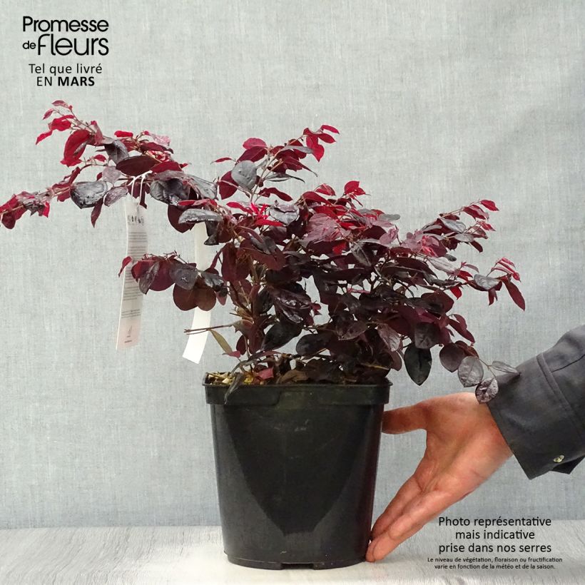 Example of Loropetalum chinense Black Pearl - Riemenblüte Topf mit 1,5L/2L as you get in printemps