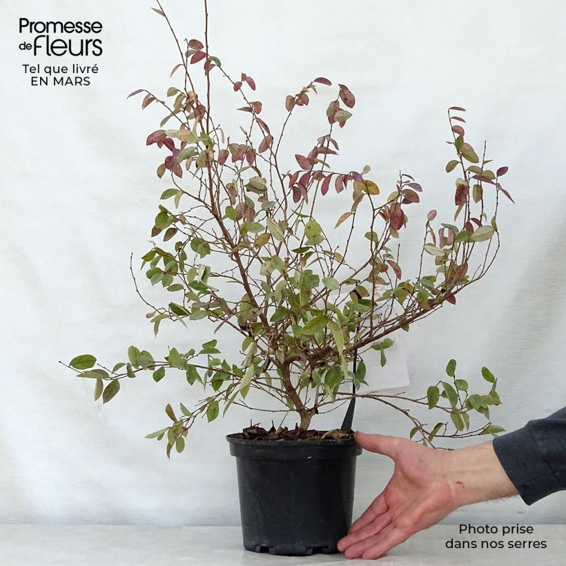 Example of Loropetalum chinense Fire dance - Riemenblüte Topf mit 3L/4L as you get in printemps