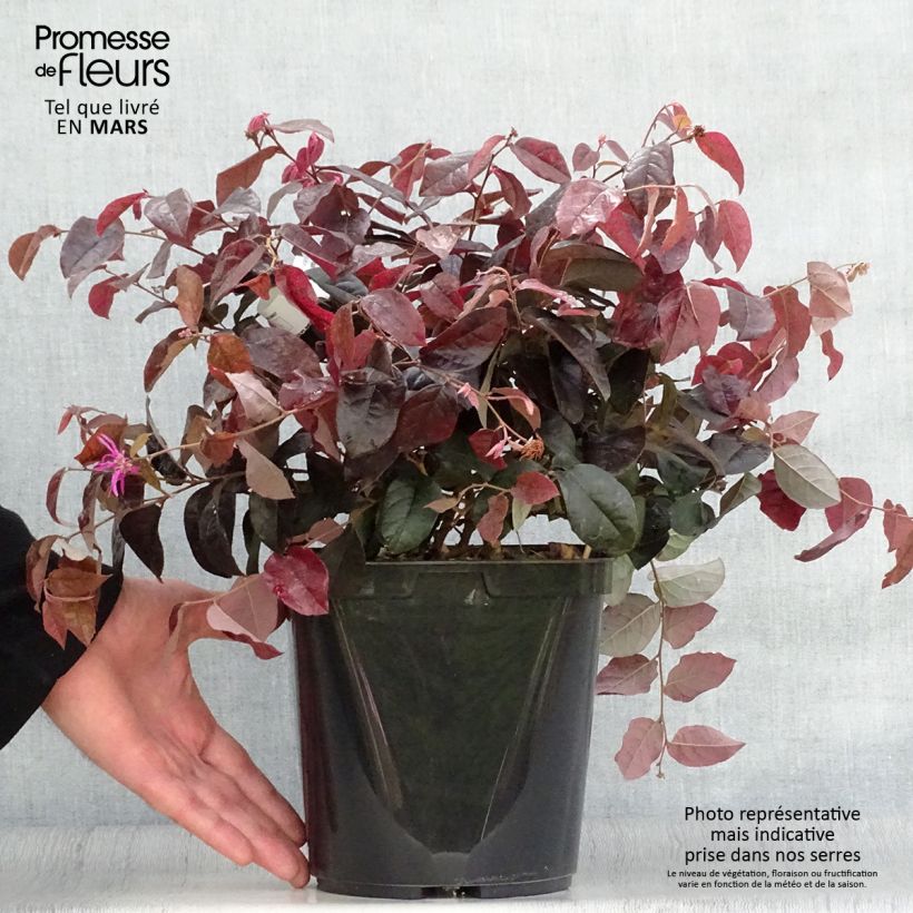Example of Loropetalum chinense Pipa's Red - Riemenblüte Topf mit 2L/3L as you get in printemps