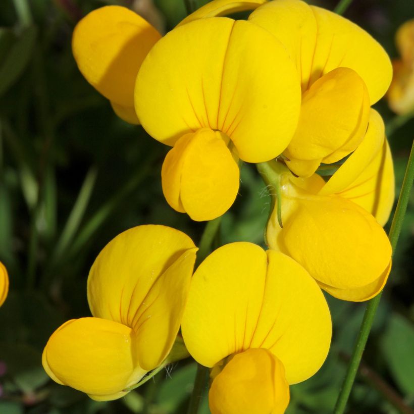 Lotus corniculatus - Lotier corniculé (Blüte)