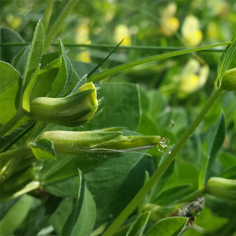 Lotus maritimus - Spargelerbse (Laub)