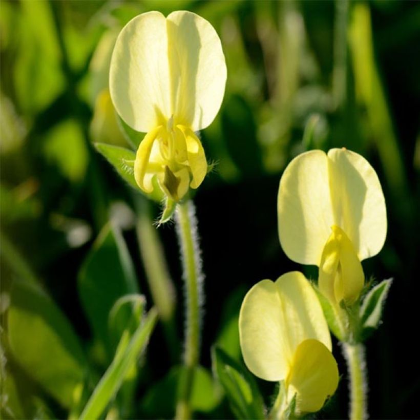 Lotus maritimus - Spargelerbse (Blüte)