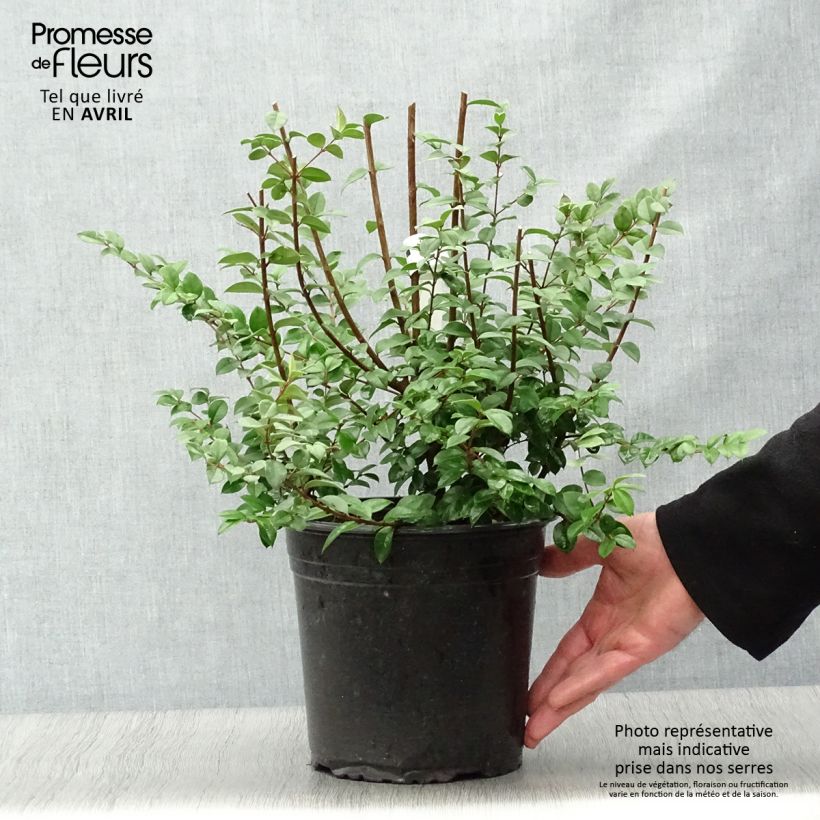 Example of Luma chequen - Chilenische Myrte Topf mit 4L/5L as you get in printemps