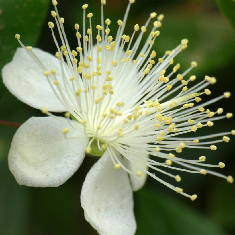 Luma chequen - Chilenische Myrte (Flowering)