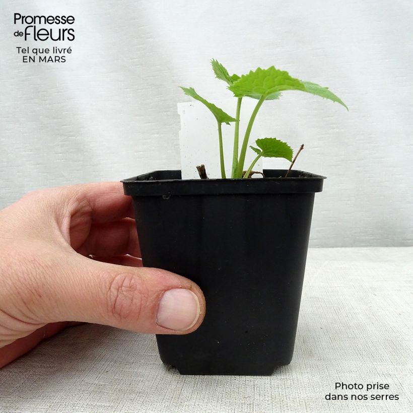 Example of Ausdauerndes Silberblatt - Lunaria rediviva Kleine Töpfe von 8/9 cm as you get in printemps